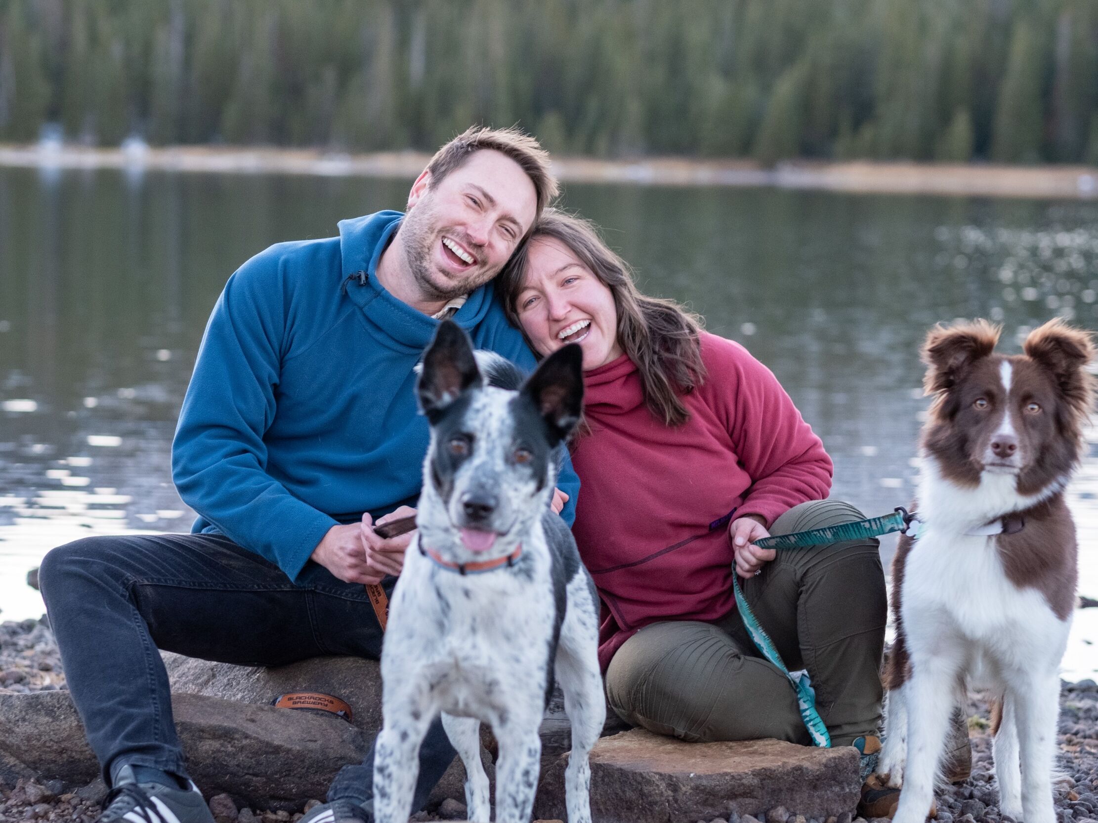 Picture of Play with dogs! 