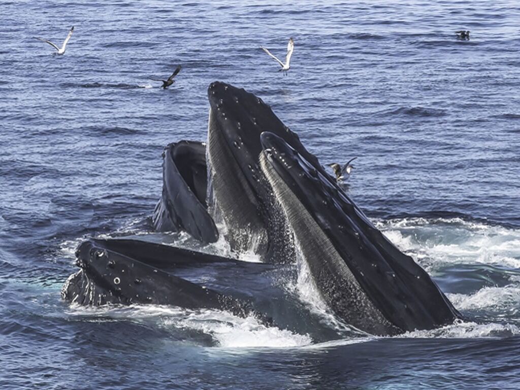 Picture of Whale Watch