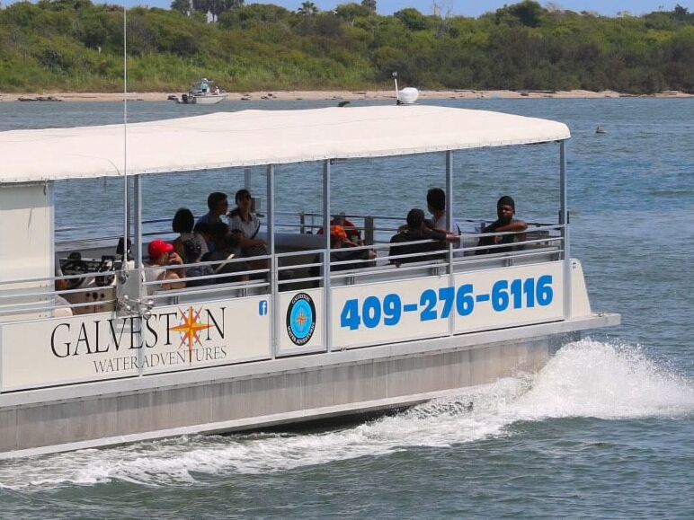Picture of Baywatch Dolphin Tours