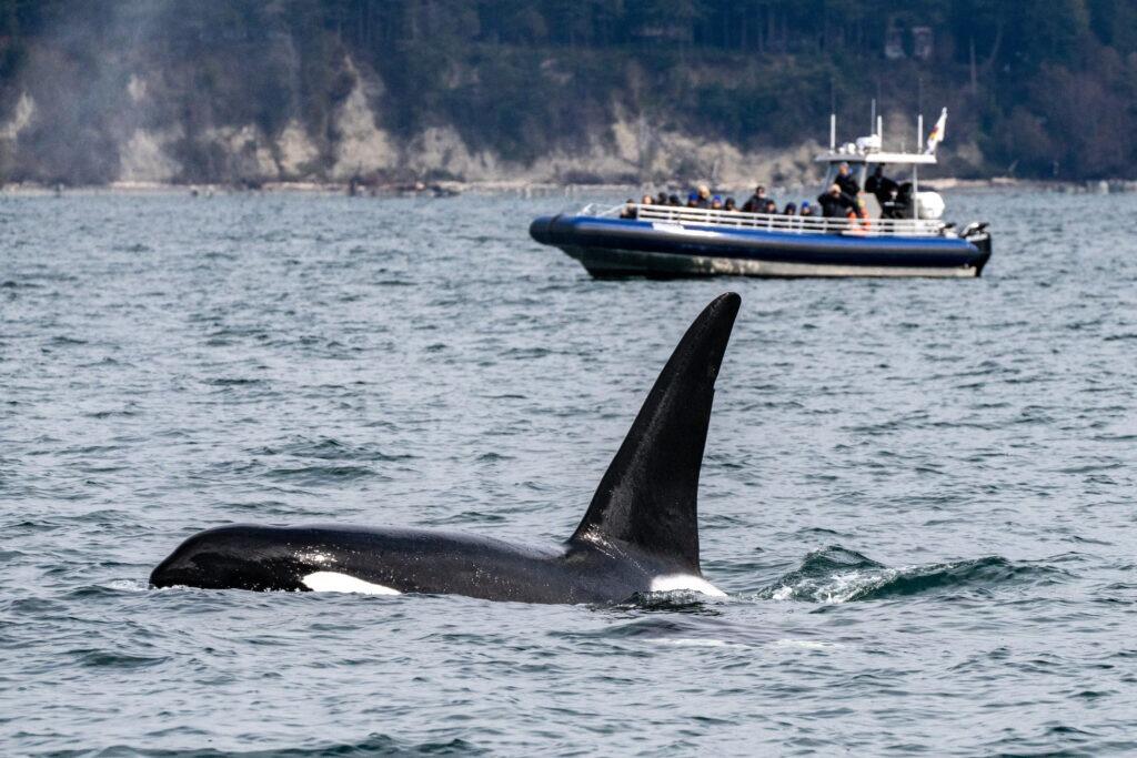 Picture of Whale & Wildlife Tours