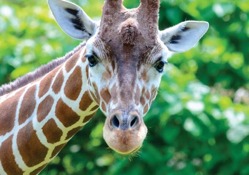 Picture of Saint Louis Zoo