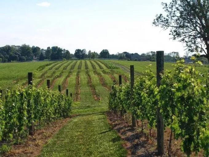 Picture of Cassel Vineyards of Hershey