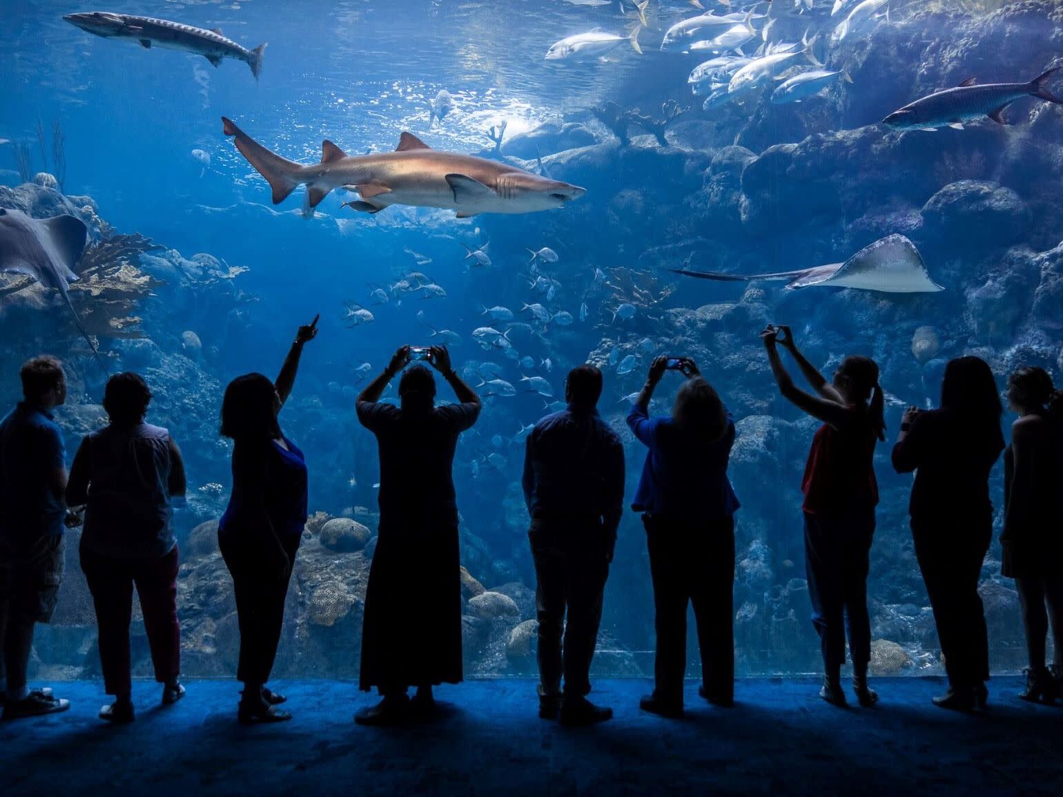 Picture of The Florida Aquarium