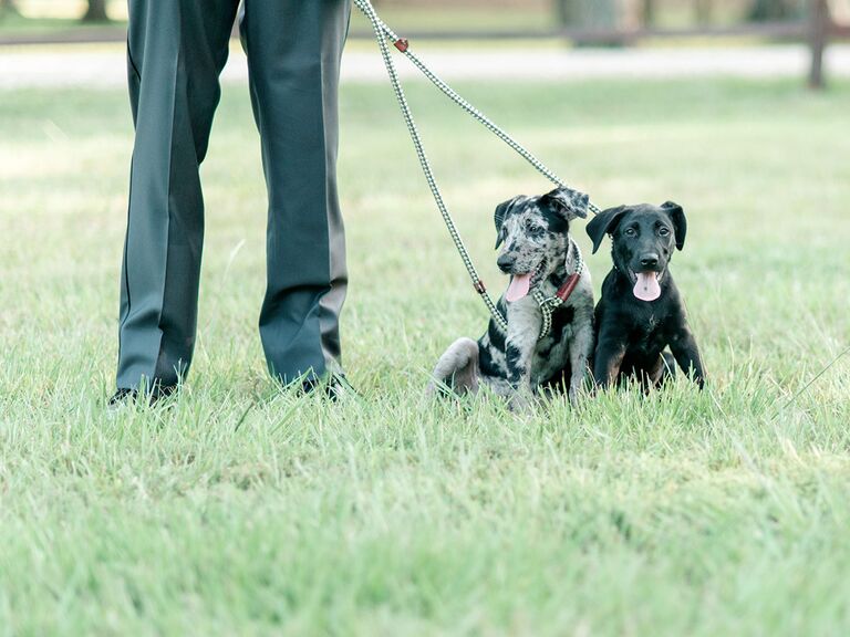 Groom holding puppies on leash