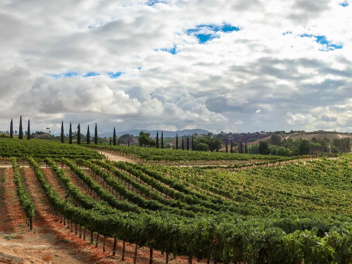 Picture of Wine Tasting