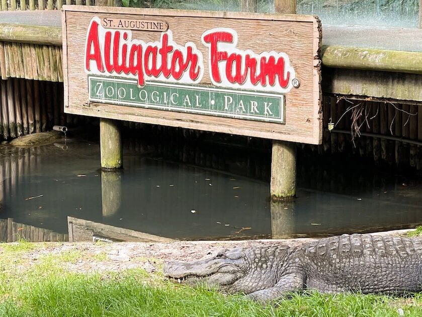 Picture of St. Augustine Alligator Farm Zoological Park