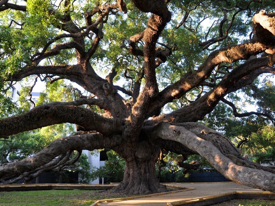 Picture of Treaty Oak