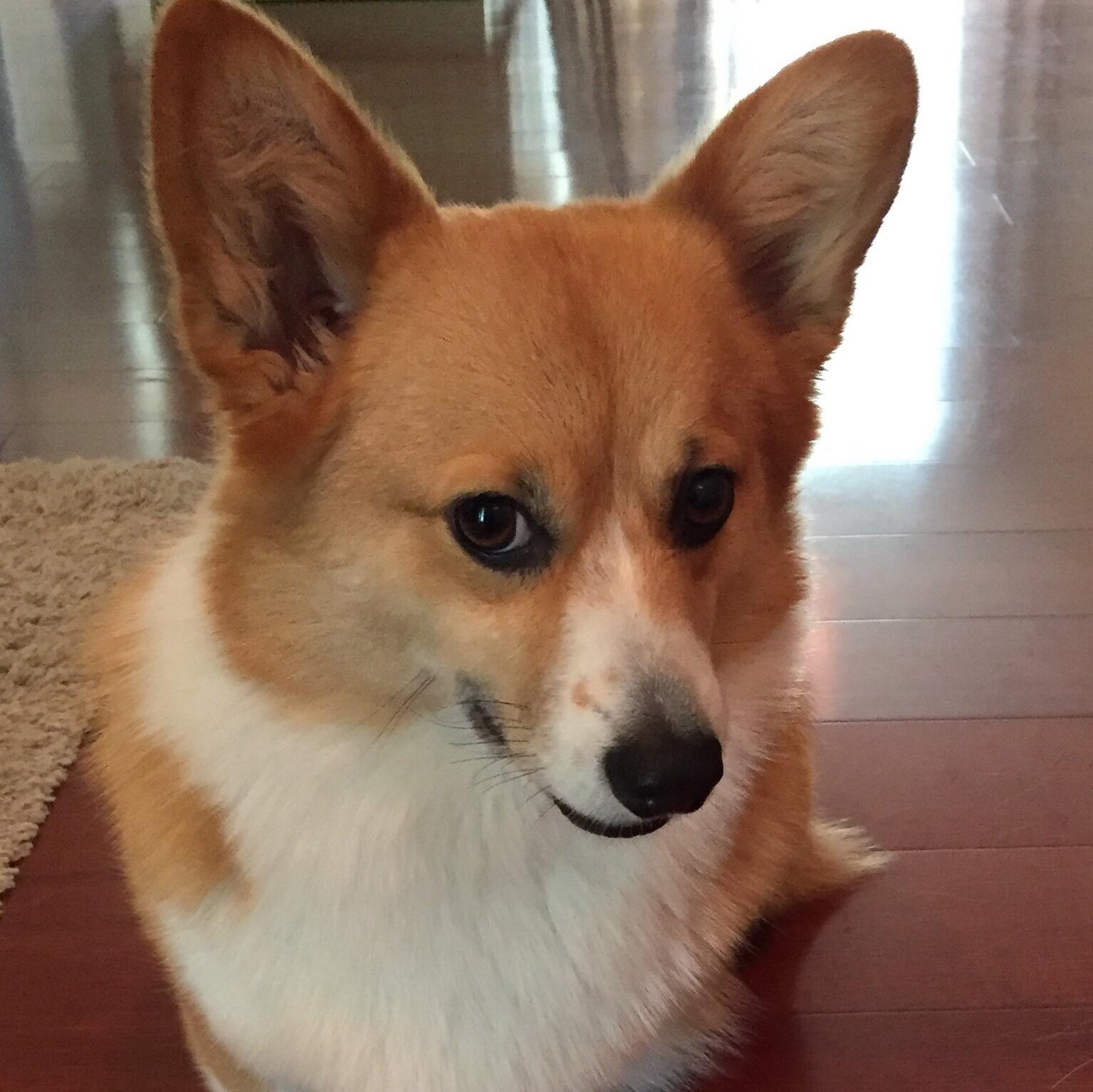 Penny 