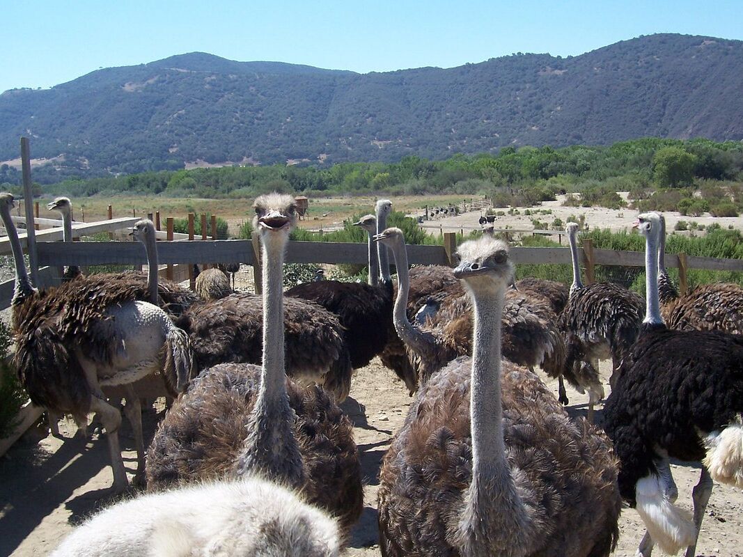 Picture of Ostrichland