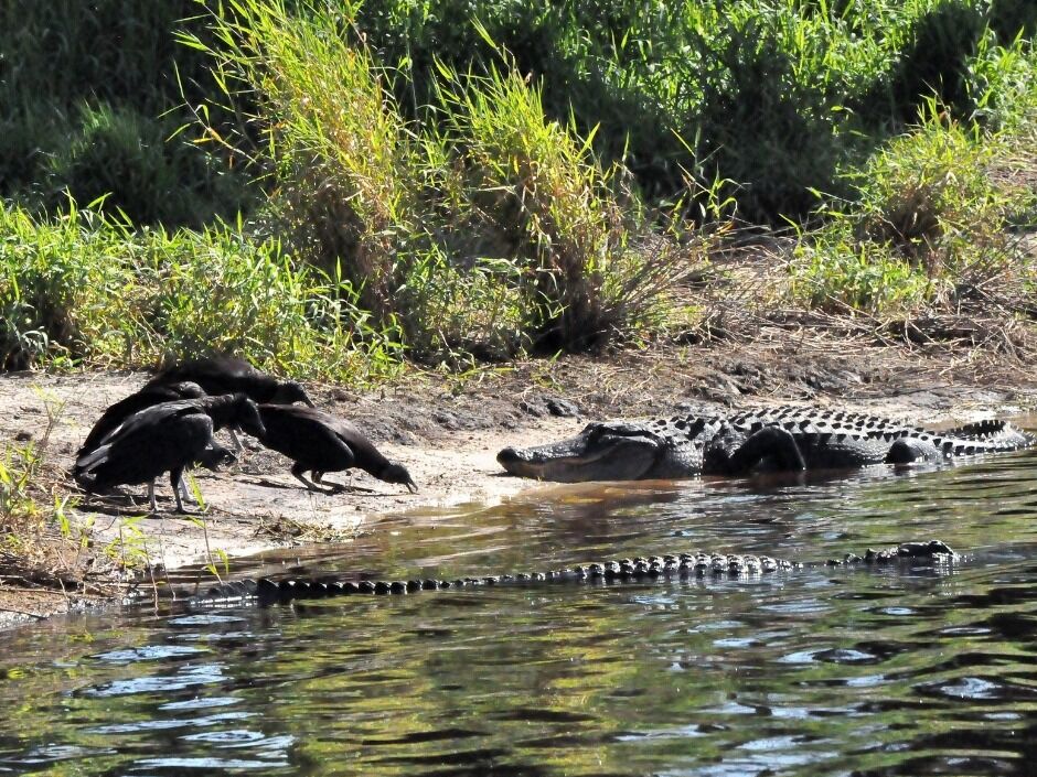 Picture of Myakka River State Park