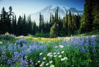 US National Park scenery.