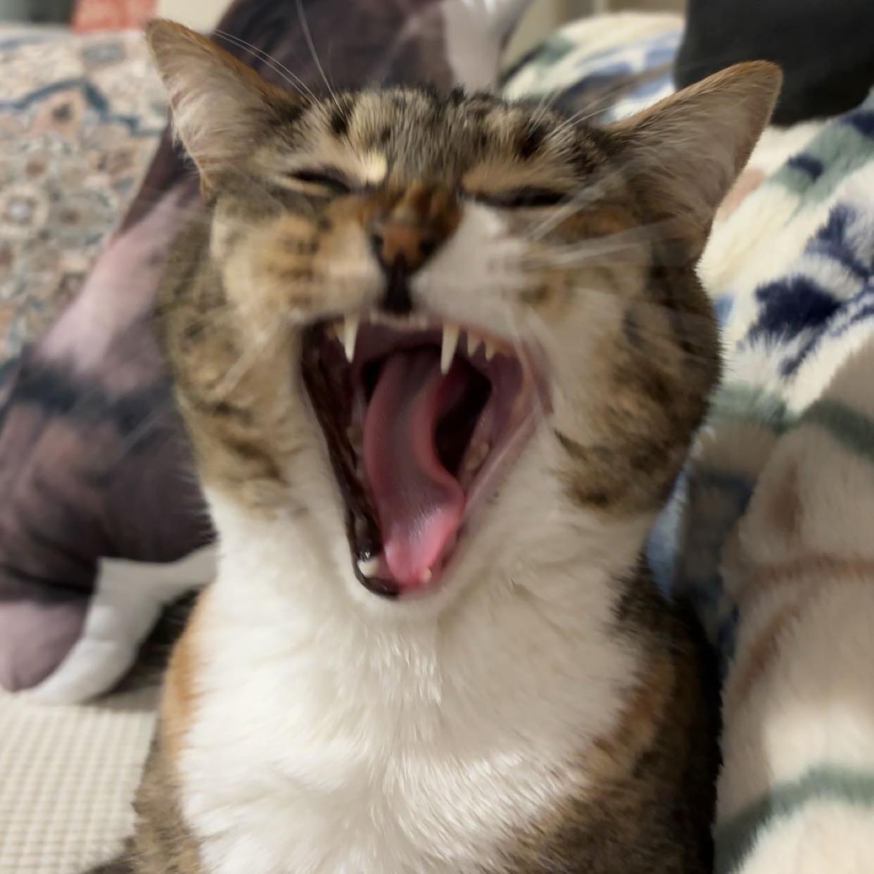 Bing