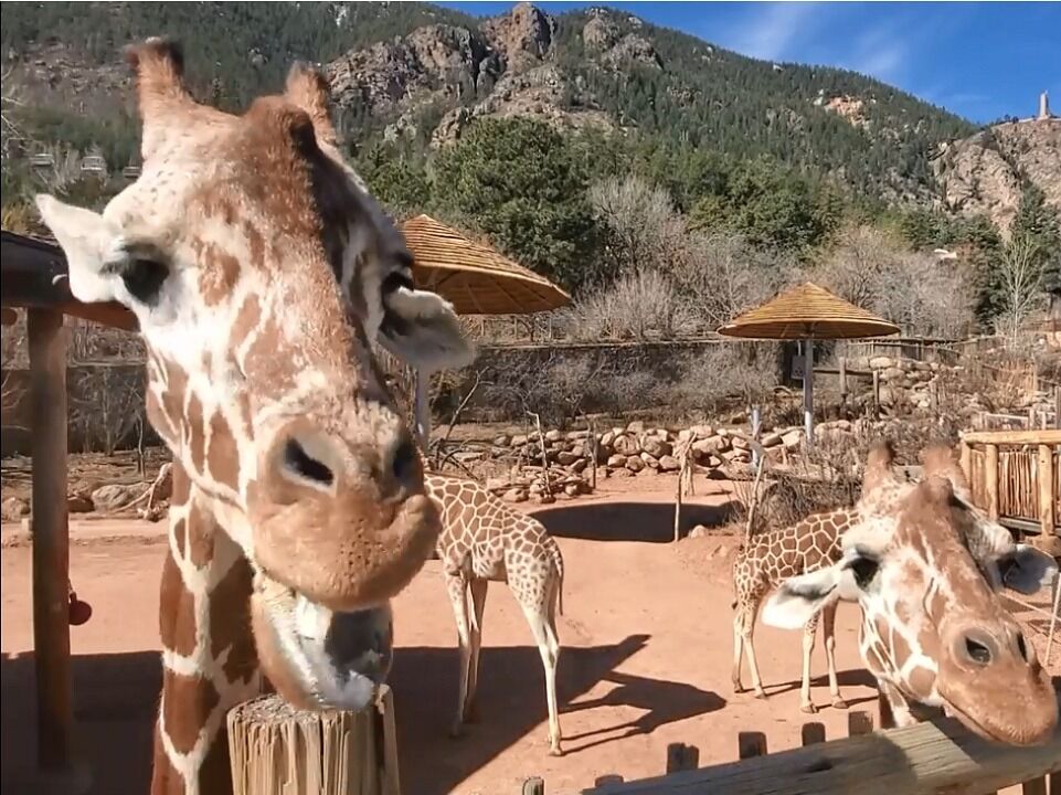Picture of Cheyenne Mountain Zoo