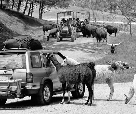 Picture of Virginia Safari Park