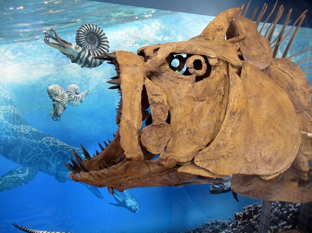 Picture of Fossil Discovery Exhibit