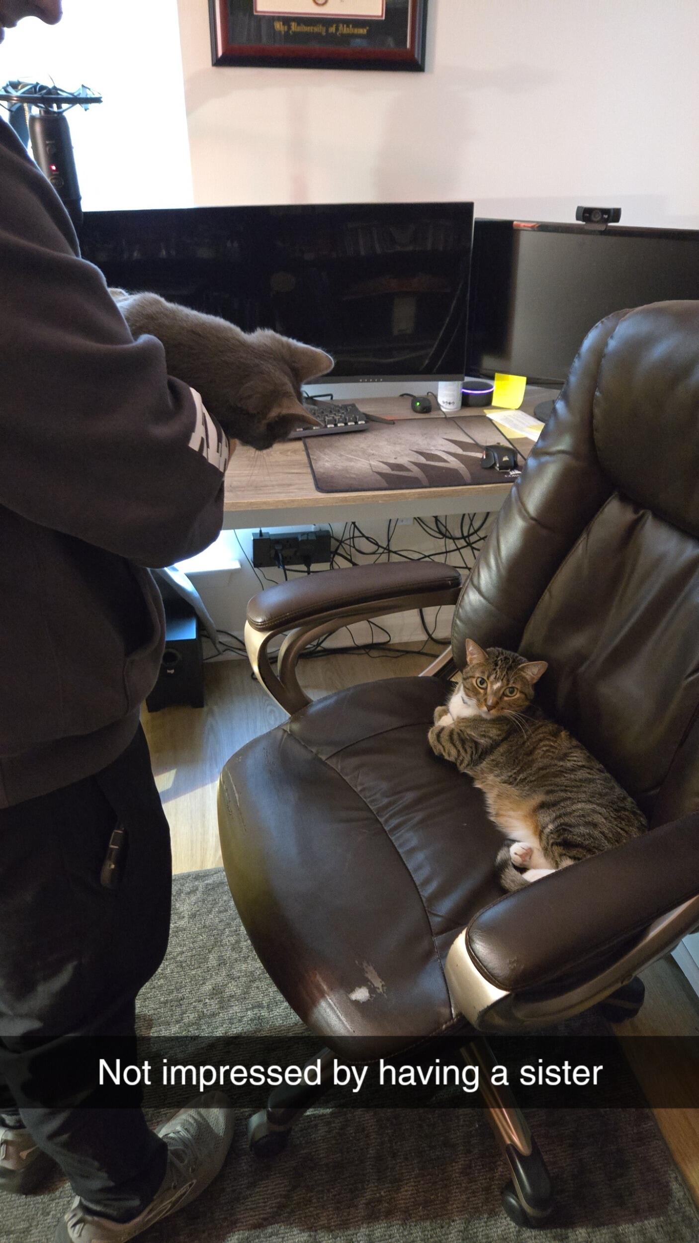 Adopted a kitten... Figaro was not thrilled...