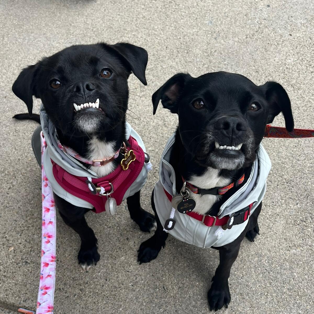 Tux + Rosie