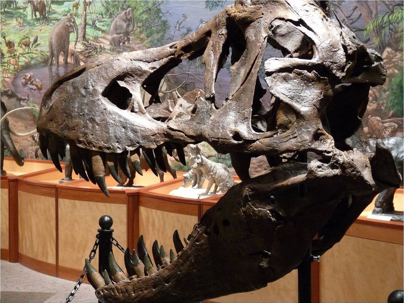 Picture of Brazos Valley Museum of Natural History