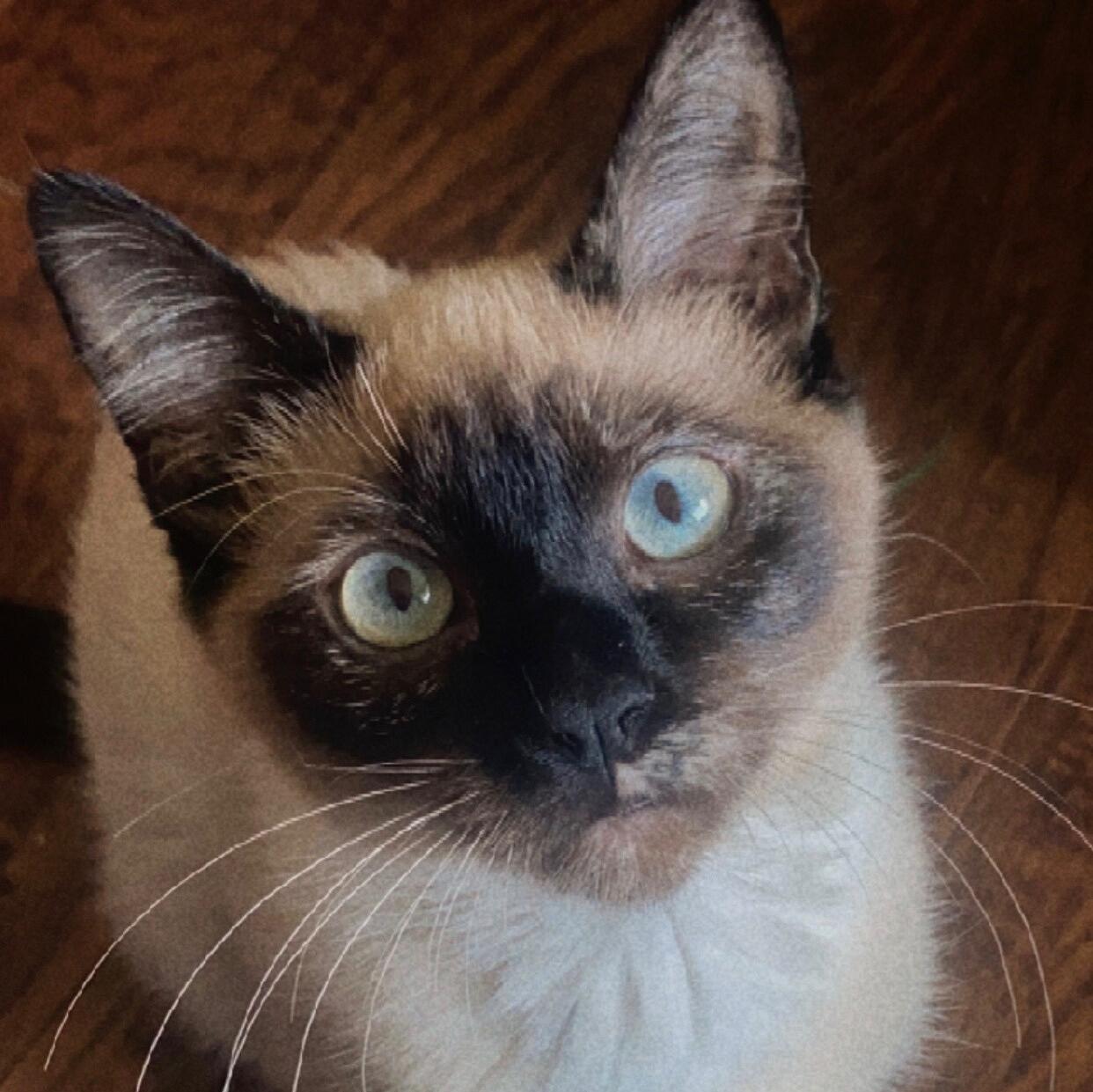 Picture of Artemis (Artie)