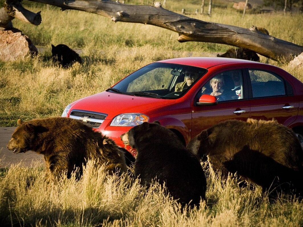 Picture of Bear Country USA