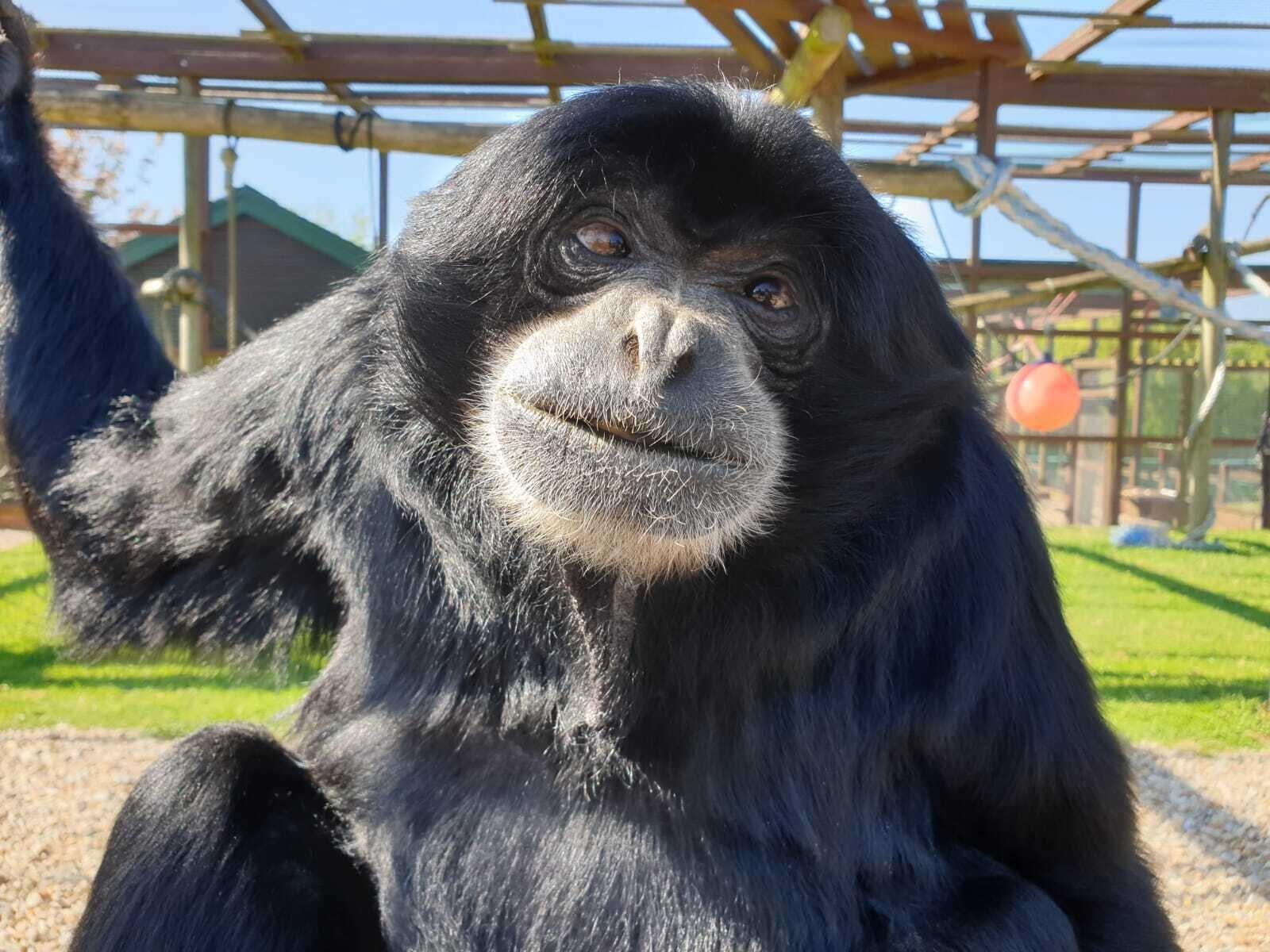 Picture of Monkey Haven - Primate Rescue Centre