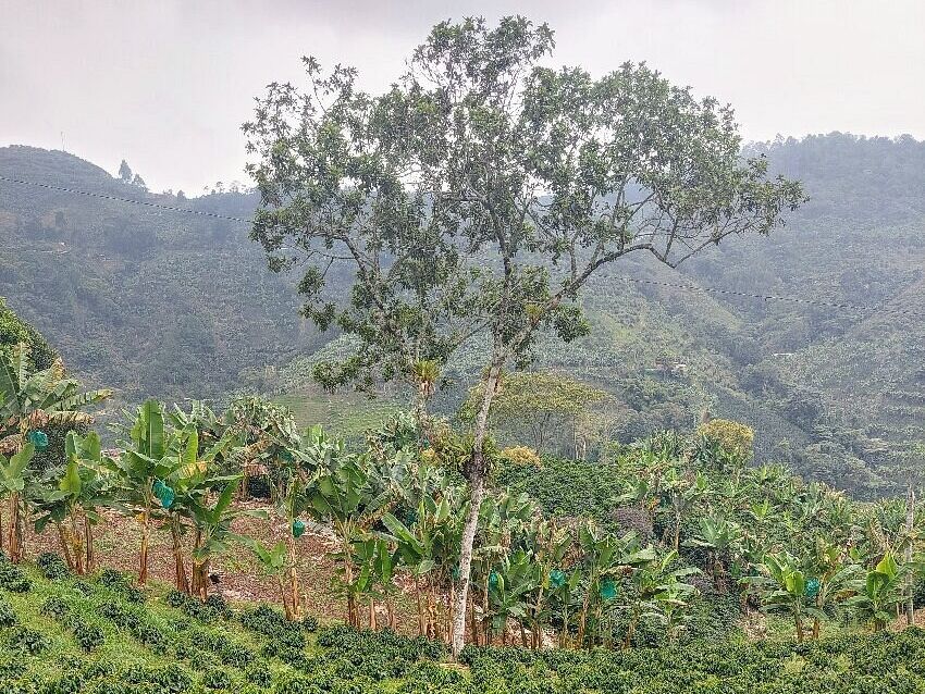 Picture of Coffee Private Full-Day Tour in the Beautiful Jardin Town