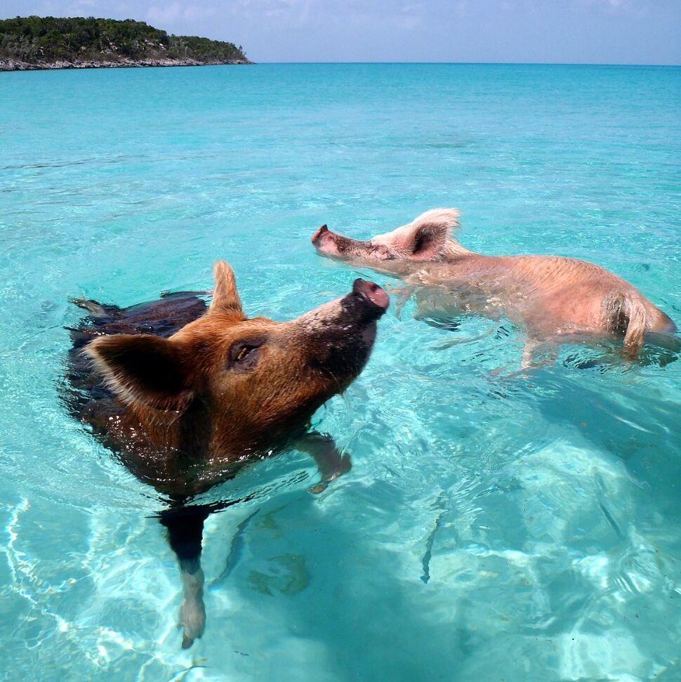 Picture of Da Salty Pig Adventures