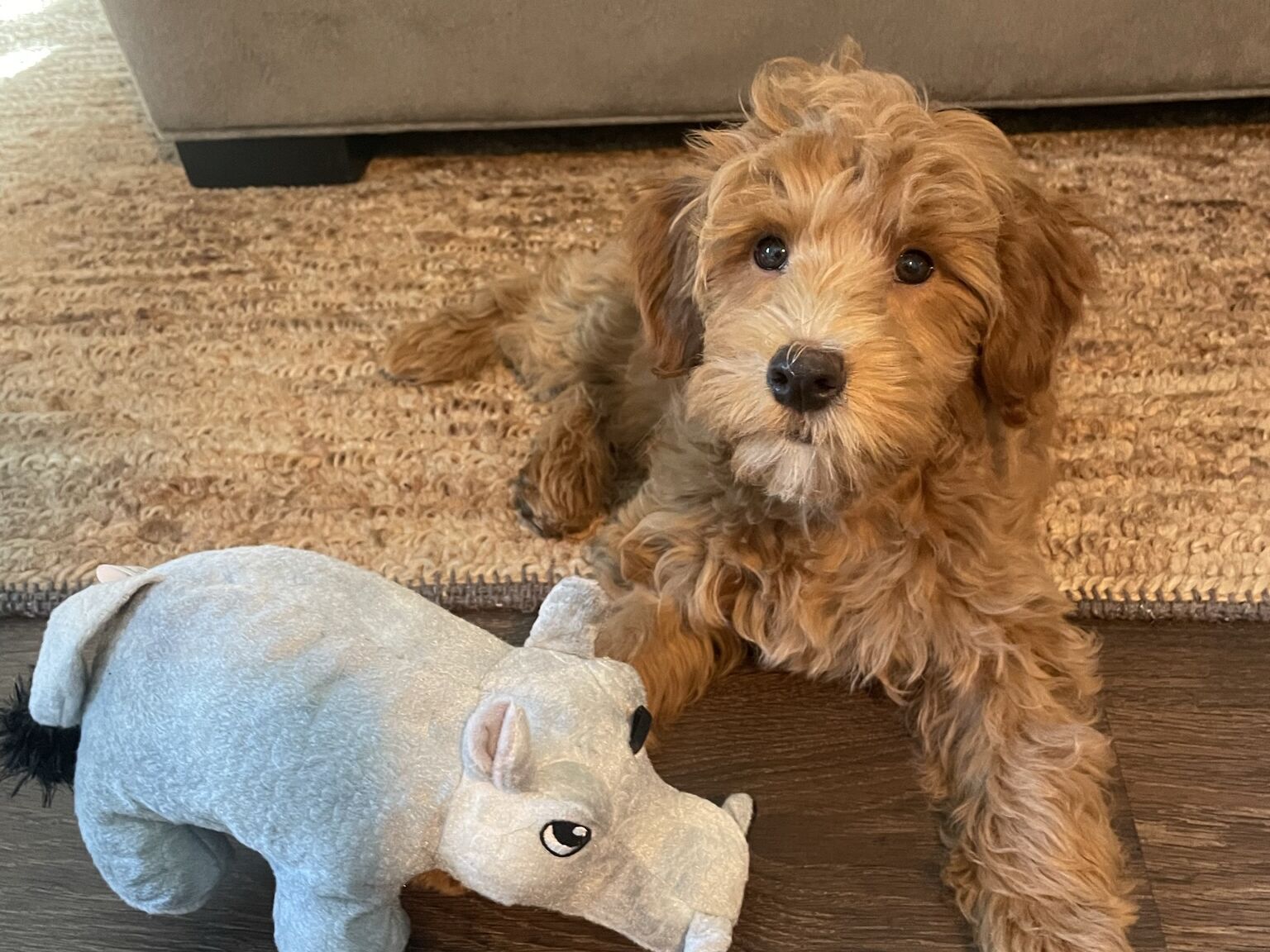 Picture of Toast joins the fam!