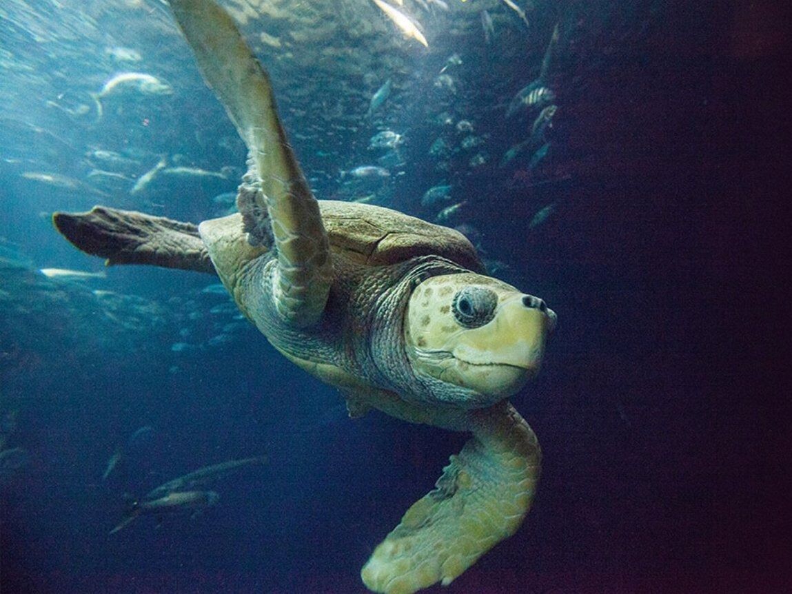 Picture of South Carolina Aquarium