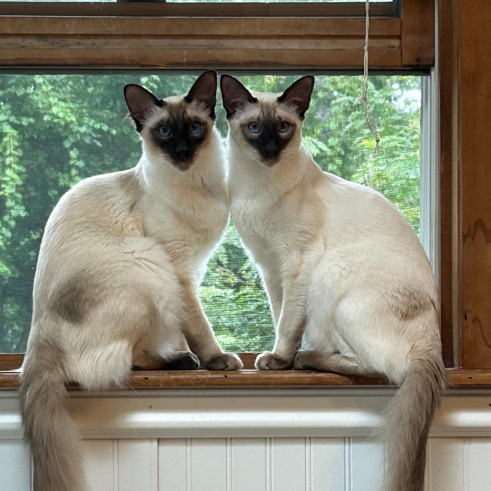 Mousse & Oscar