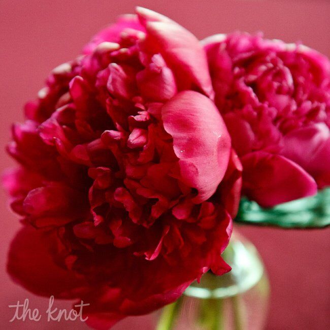 Red Peonies