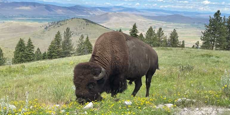 Picture of Bison Range 