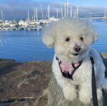 Mochi