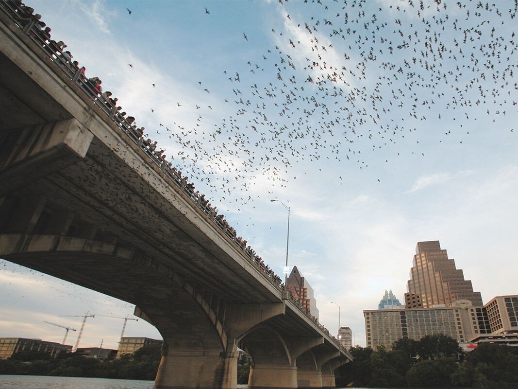Picture of Watch South Congress Bridge Bats!