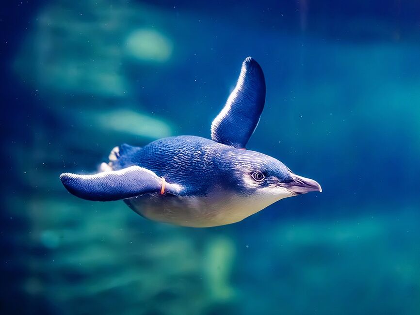 Picture of Birch Aquarium