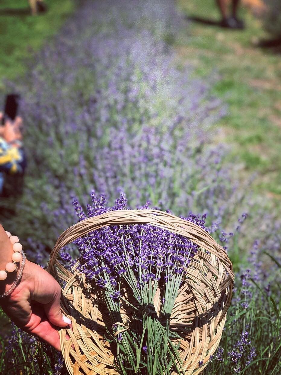 Picture of Red Oak Lavender Farm & Shop