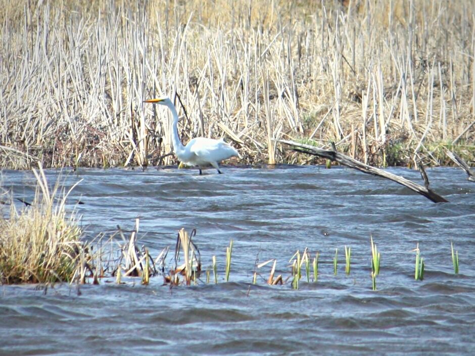 Picture of Jelke Creek Bird Sanctuary