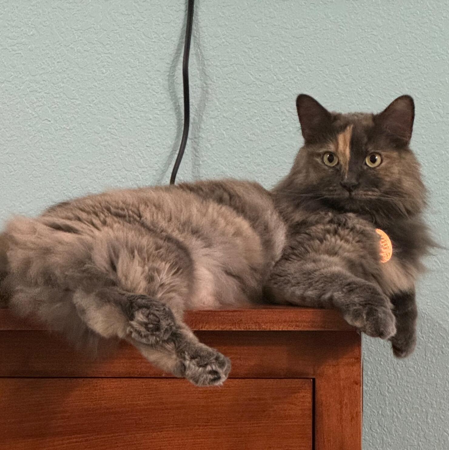Biscuit 