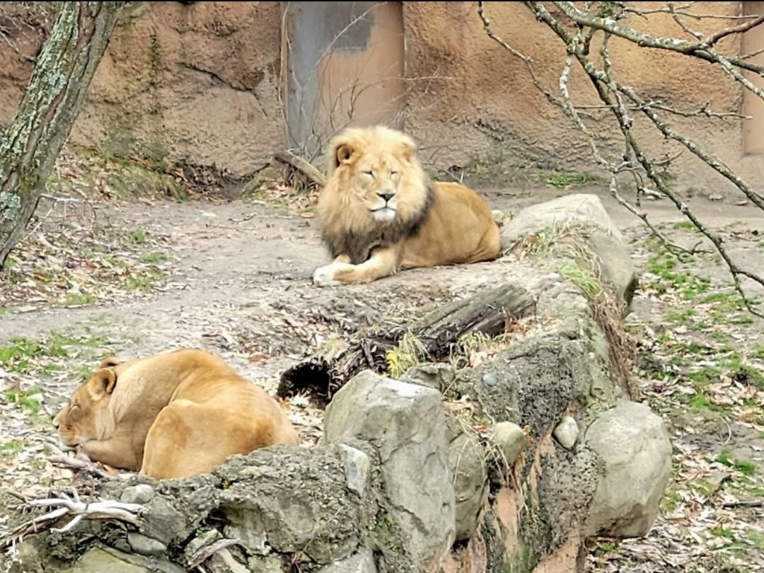 Picture of John Ball Zoo