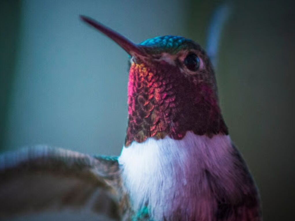 Picture of Humming Bird Trail