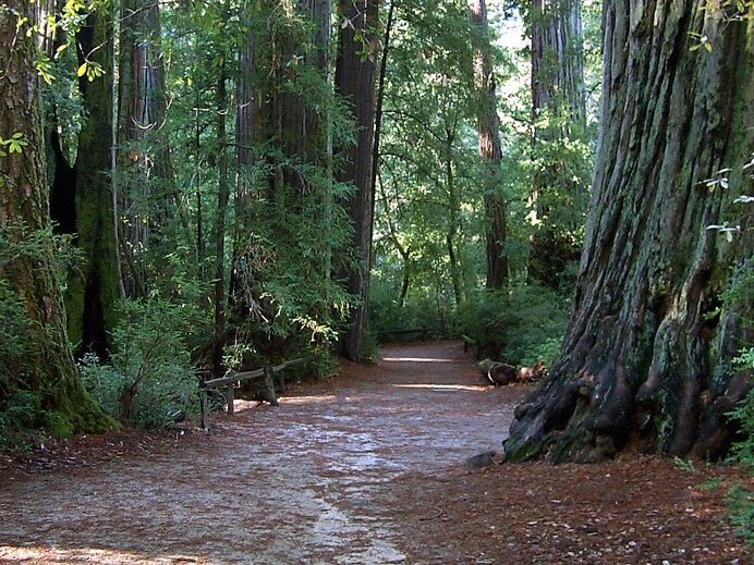 Picture of Big Basin Redwoods State Park