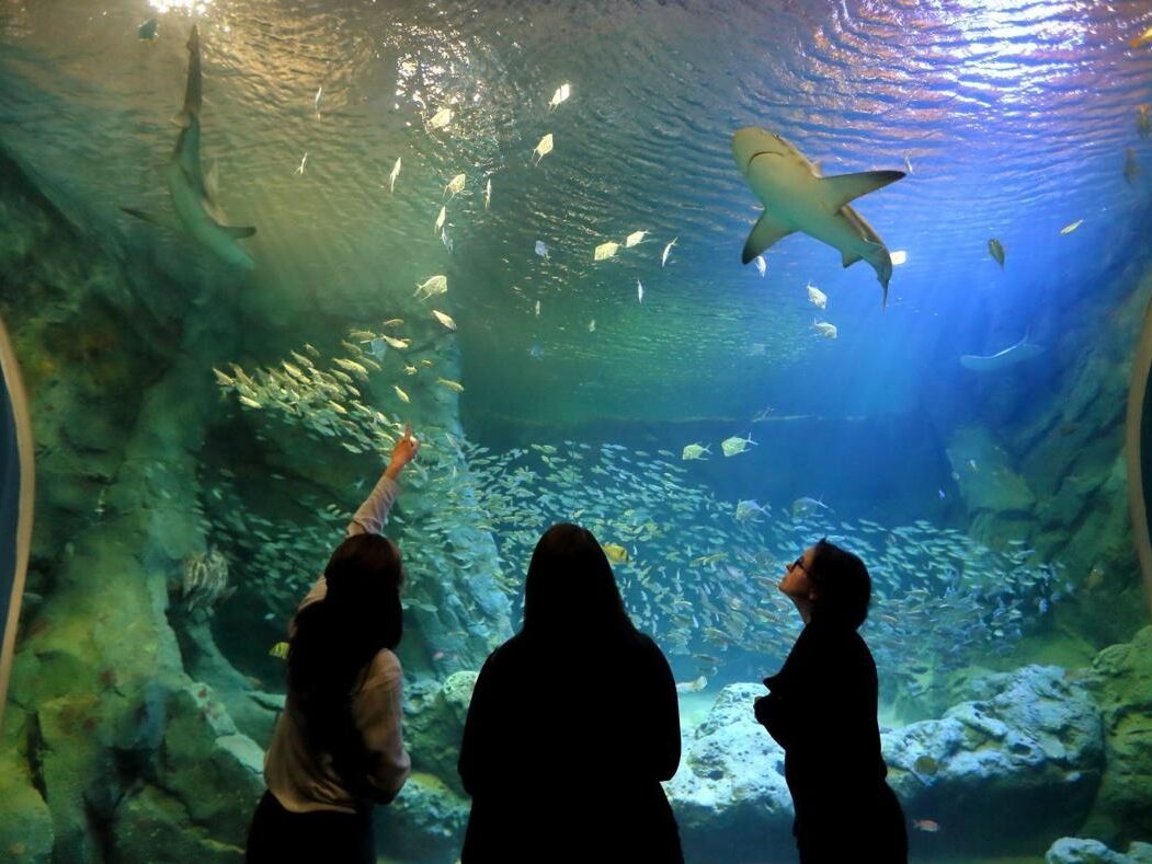 Picture of St. Louis Aquarium at Union Station
