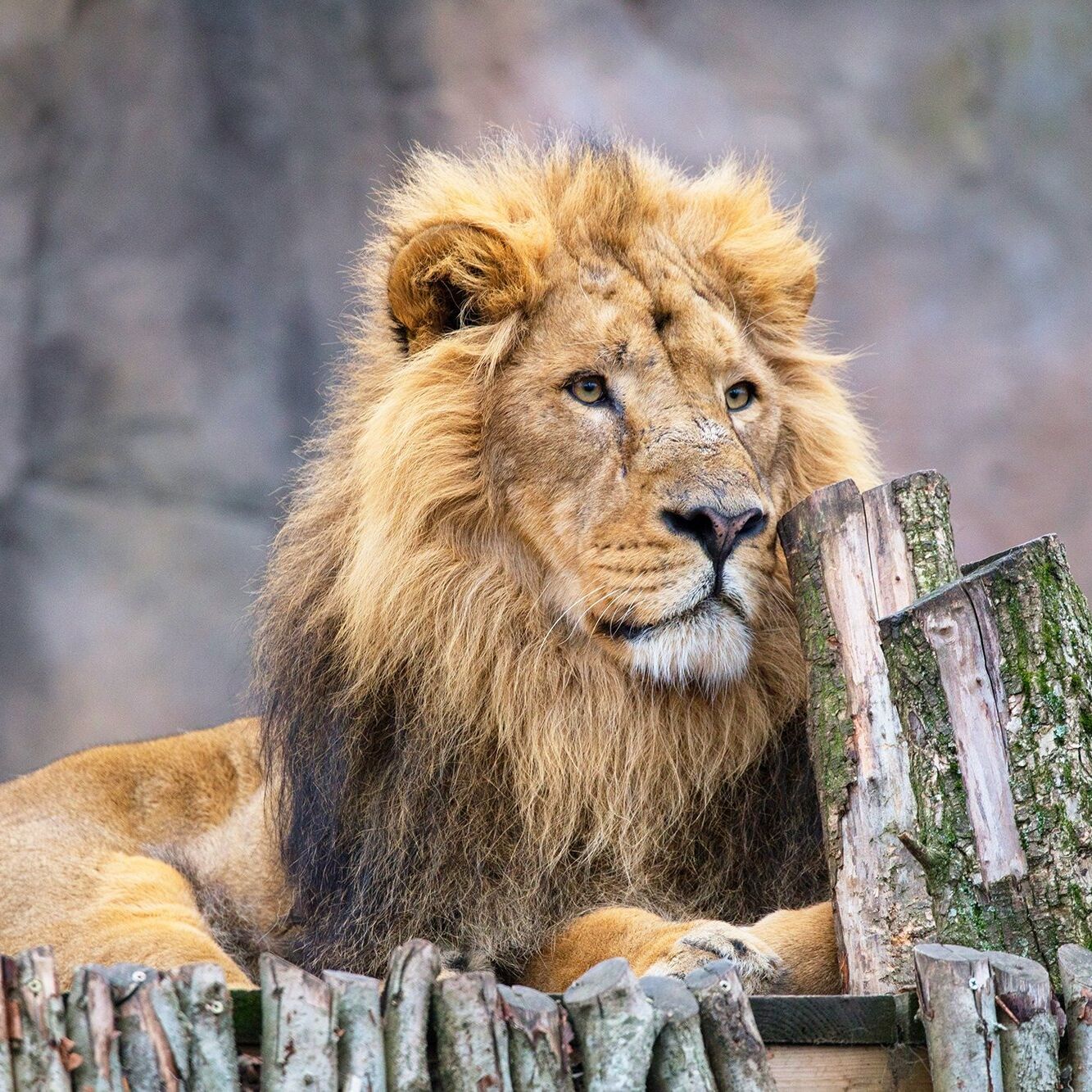 Picture of Stroll through Regent's Park and Visit London Zoo