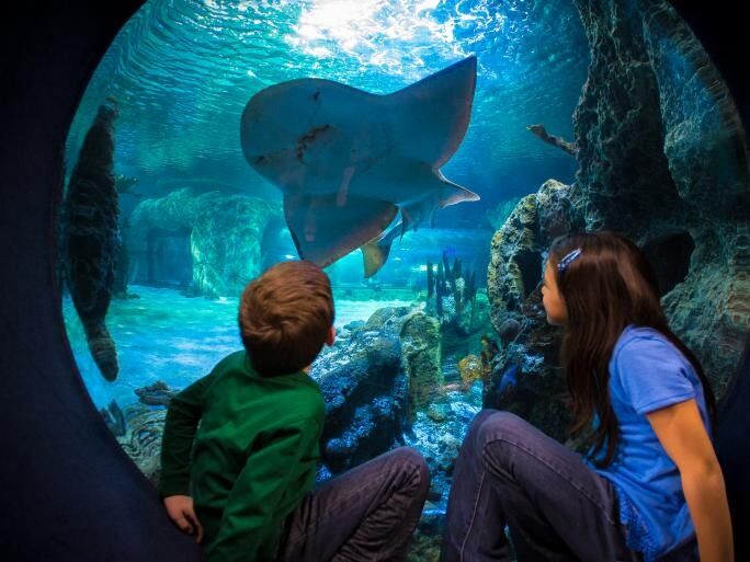 Picture of Newport Aquarium