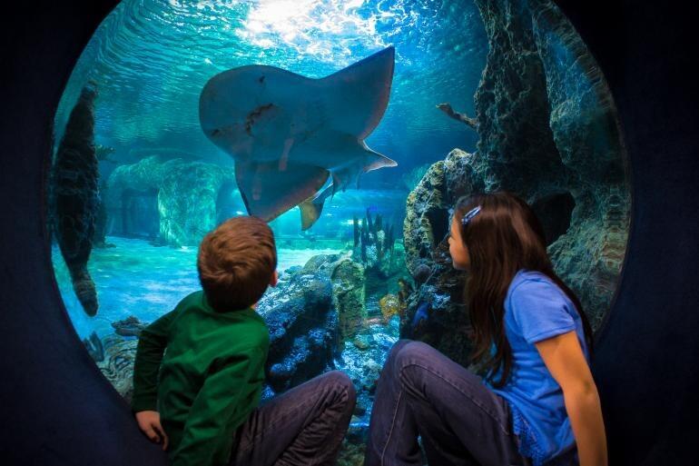 Picture of Newport Aquarium