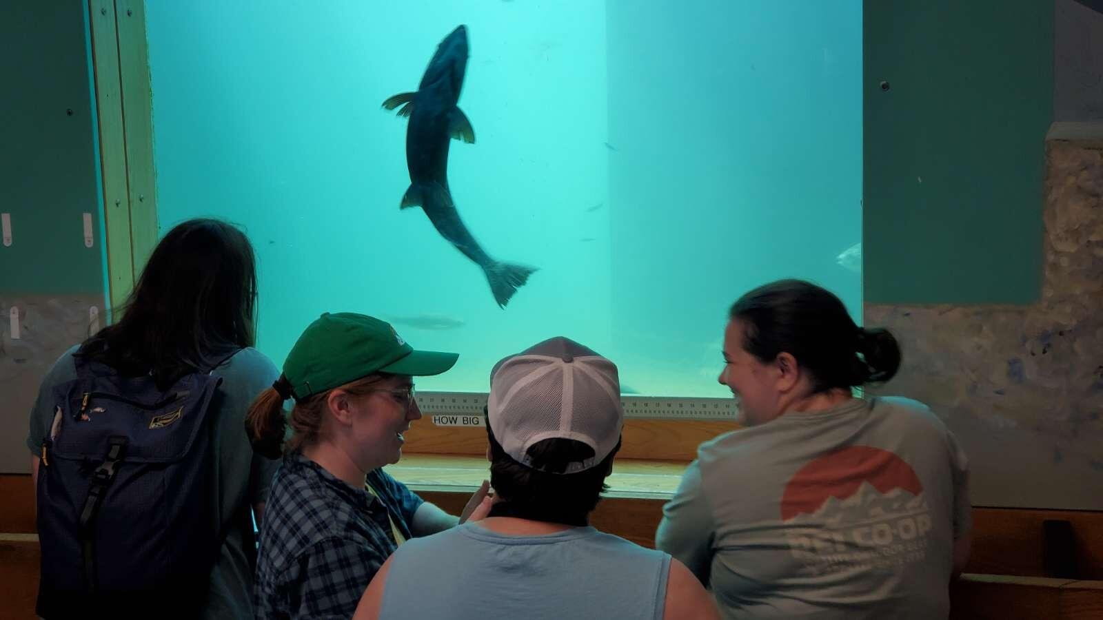 Picture of Bonneville Dam Fish Ladder and Viewing Window