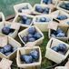 Fresh Plum Escort Cards