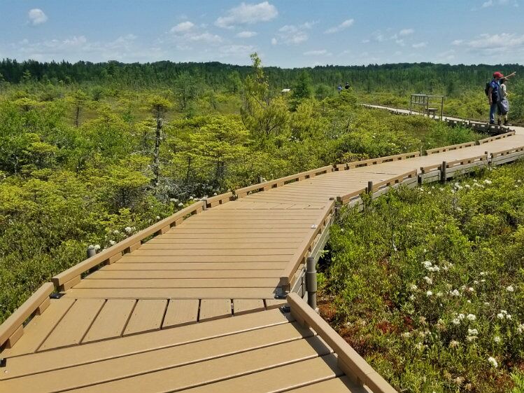 Picture of Orono Bog Boardwalk