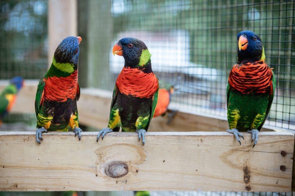 Picture of Kentucky Down Under Adventure Zoo