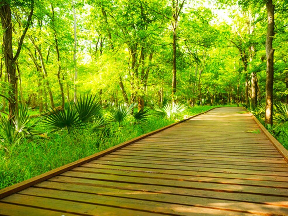 Picture of Palmetto State Park